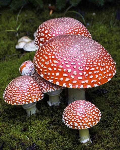 Alice mushrooms. Things To Know About Alice mushrooms. 